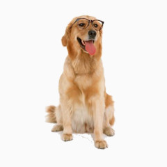 戴眼镜的金毛犬