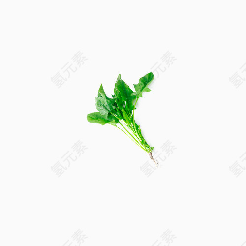 一颗绿色菠菜