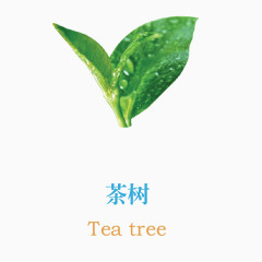 茶树