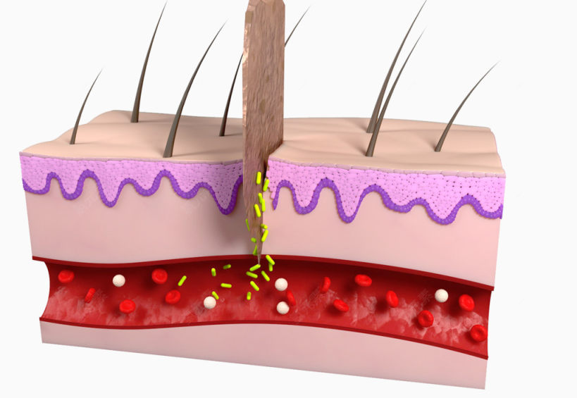 皮肤组织横切面图片下载