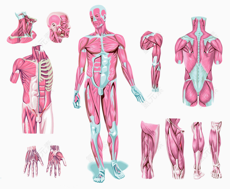 人体各关节部位分部图