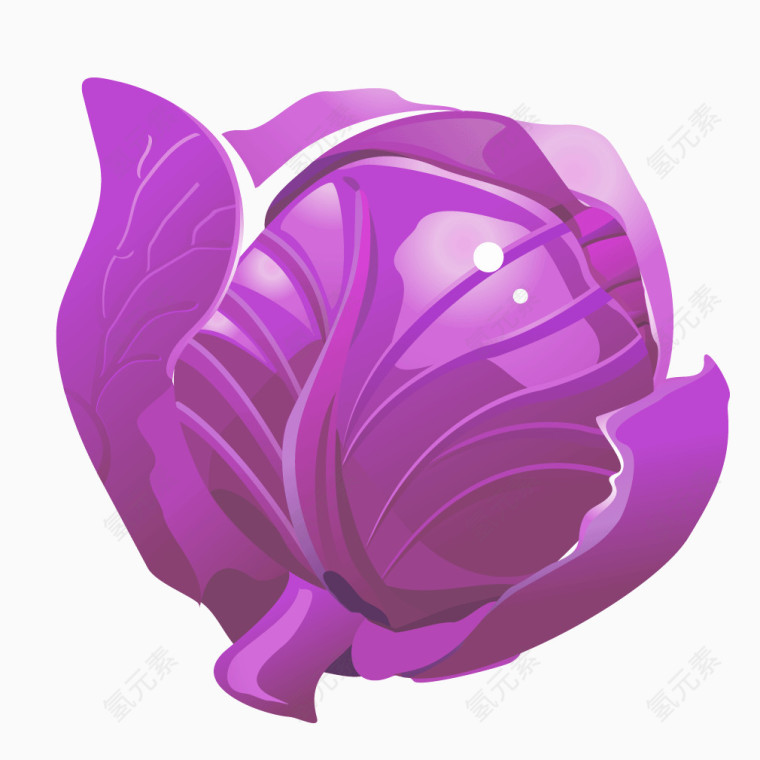 紫色蔬菜包菜食材