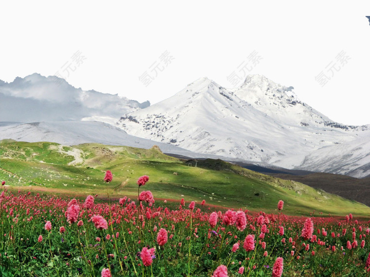 美丽红色鲜花景色