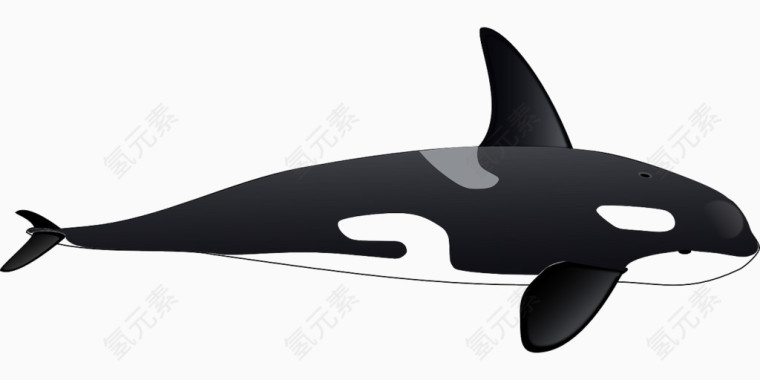 黑色的鲸鱼