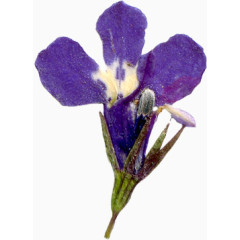 超唯美压花紫色花朵