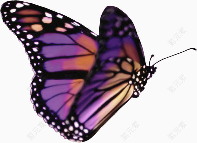 漂亮手绘紫红色蝴蝶动物