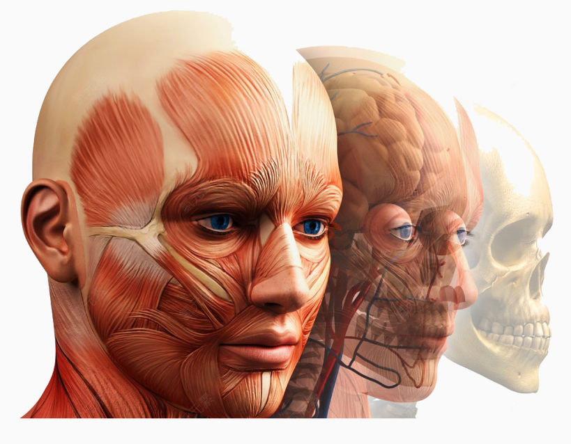 人体解剖模型图片高清免扣素材下载