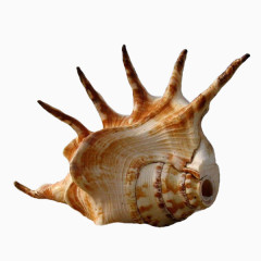 形状怪异的海螺