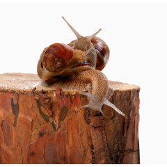 树桩蜗牛