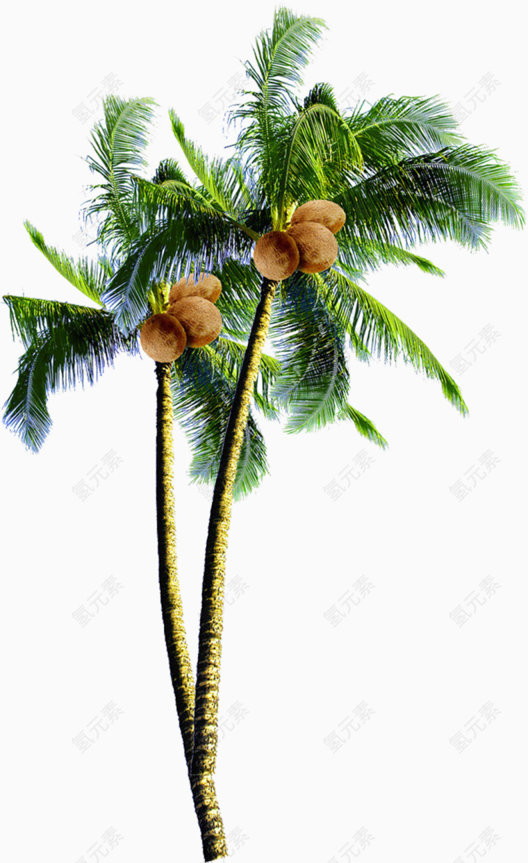 椰子树，树，淘宝素材，绿色