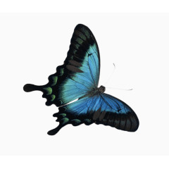 飞舞的蓝色蝴蝶