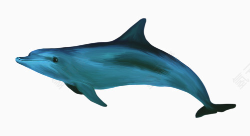 海豚免抠素材png