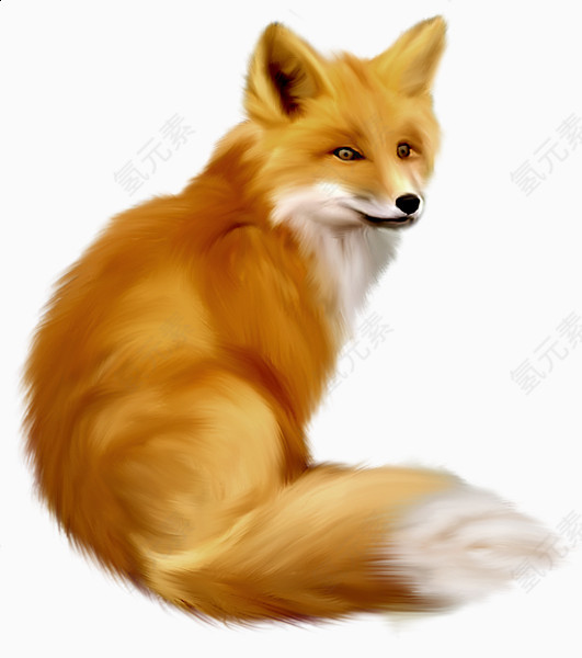 金黄色小狐狸