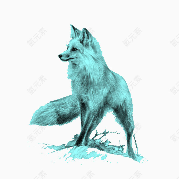 蓝色狐狸