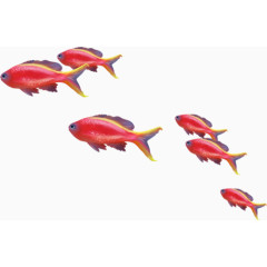 红鱼聚集
