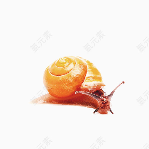 黄色蜗牛