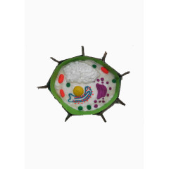 生物细胞平面图模型