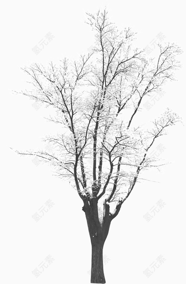 冬季树木