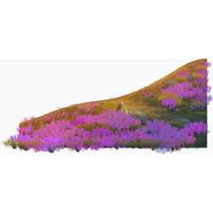薰衣草地矢量紫色梦幻素材植物