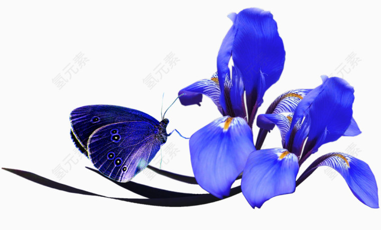 宝蓝色花朵蝴蝶
