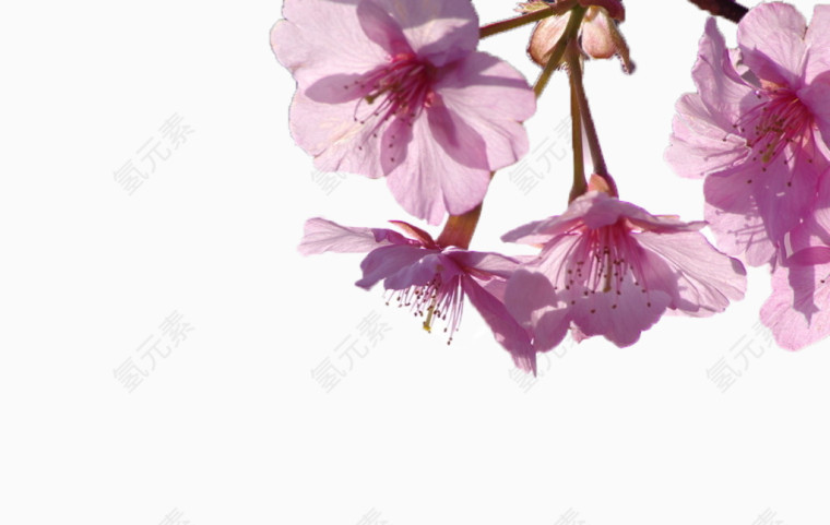 几支浅紫色的花枝