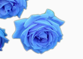 蓝色美丽玫瑰花朵