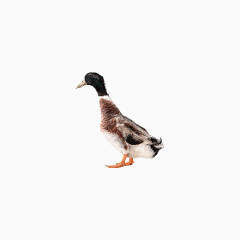 duck鸭子