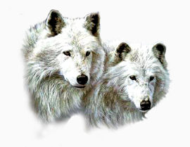 两匹白狼