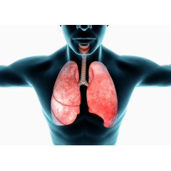 人体内的肺部高清免扣素材