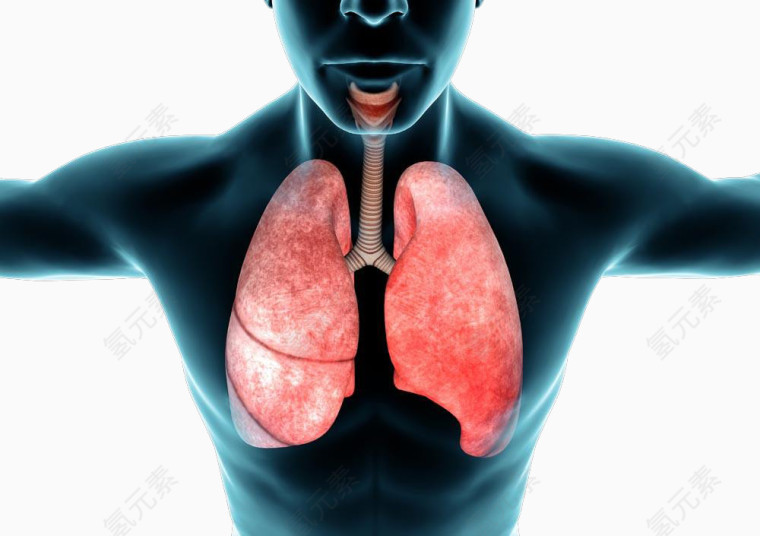 人体内的肺部高清免扣素材