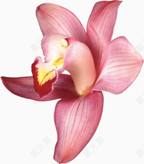 粉色鸢尾花