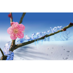 雪梅花素材