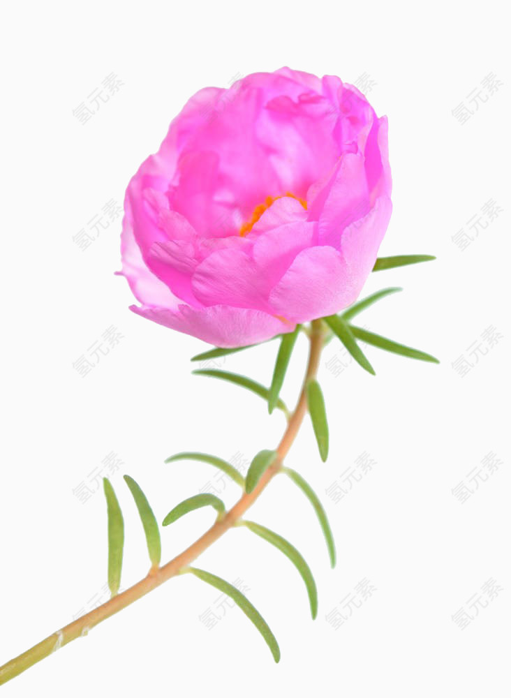 粉色马齿苋花