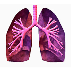 肺的模型