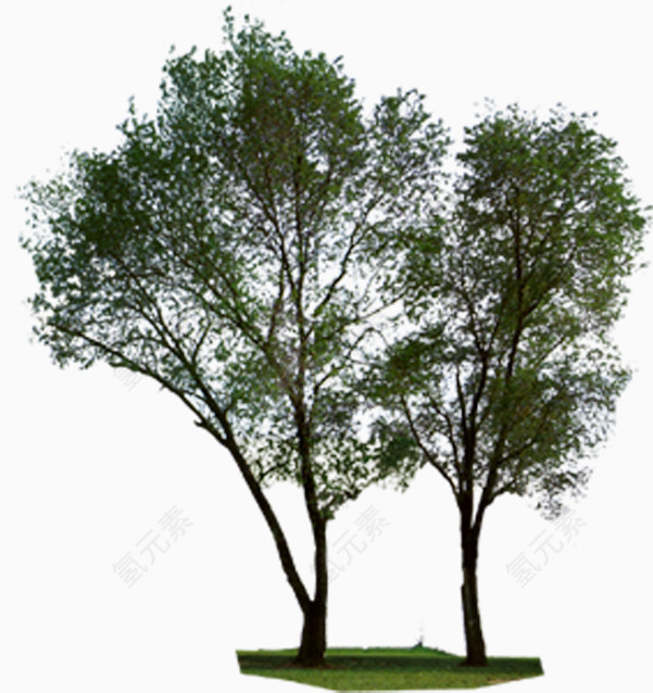 杨树绿树景观树效果贴图