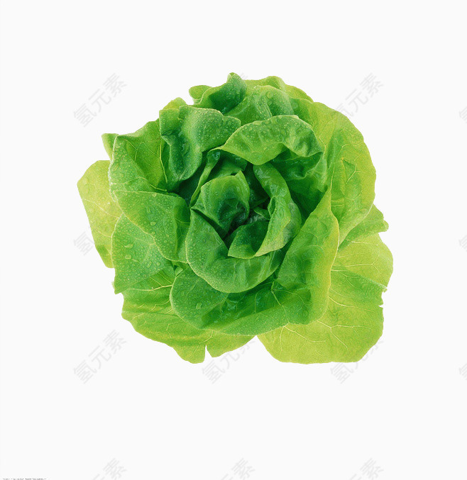 绿色白菜