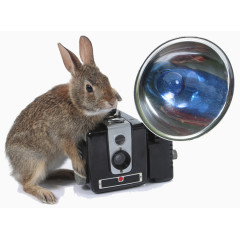 兔子与照相机