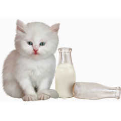 猫咪奶瓶