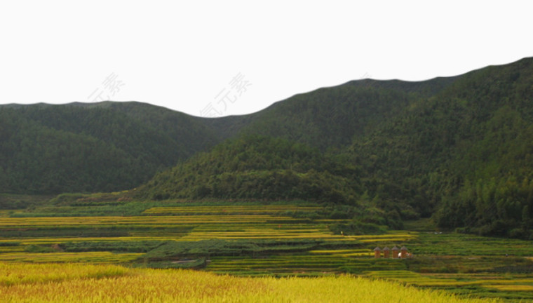 大山环绕的稻田