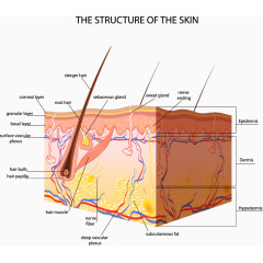 人体皮肤结构剖析图