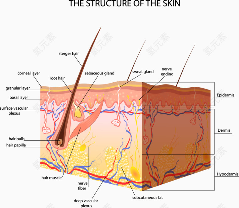 人体皮肤结构剖析图