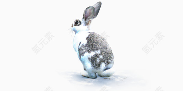可爱灰白兔子