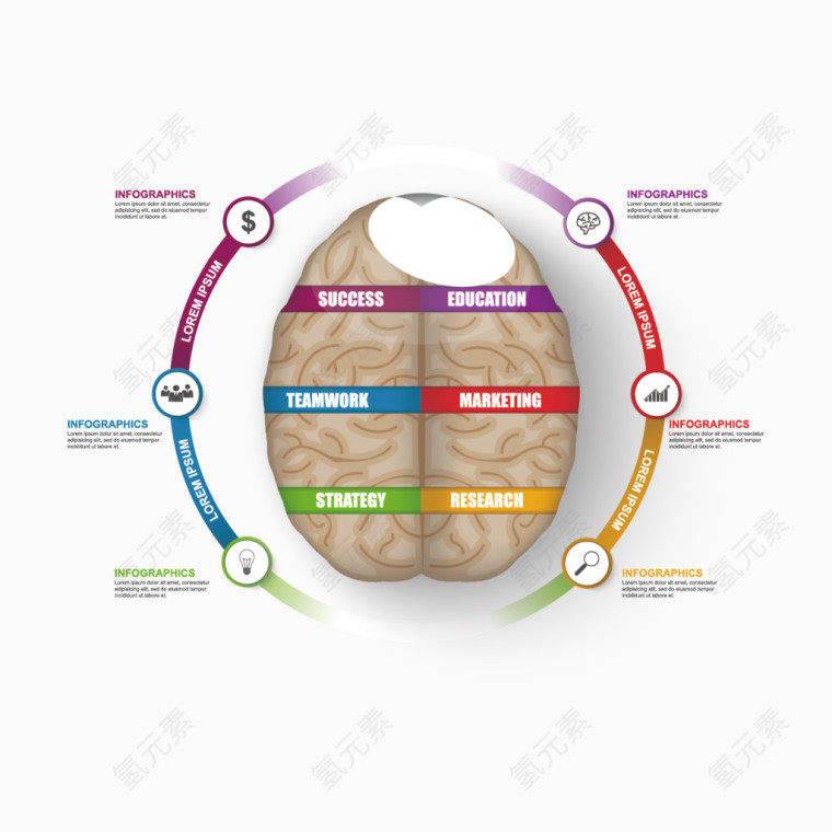 矢量大脑分析图