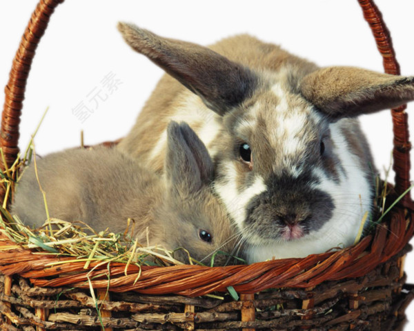 竹篮里的兔子