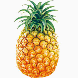 水果产品实物菠萝