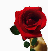 情人节 玫瑰 正面 花蕾 纪念