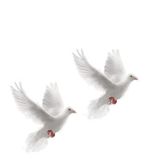 飞翔的和平鸽白鸽图案