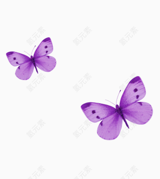 两个紫色蝴蝶