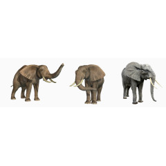 三只大象
