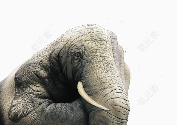大象手